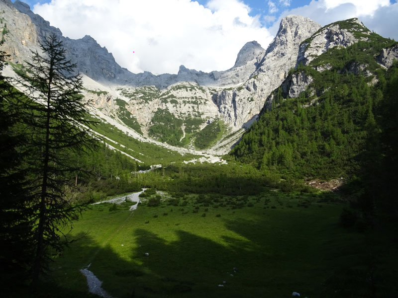 Rupicapra rupicapra.....dal Trentino Alto Adige